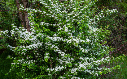 Crataegus monogyna (Biancospino)